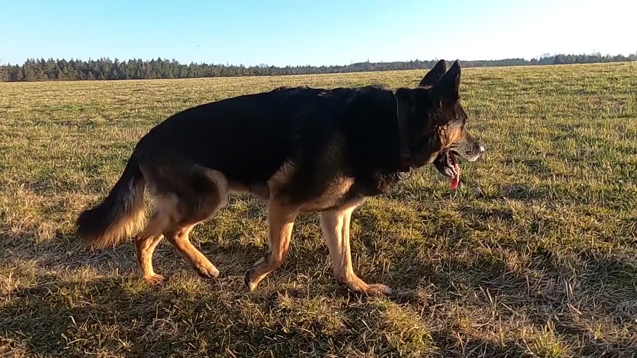 德国牧羊犬跑。从侧面的相机视图视频素材