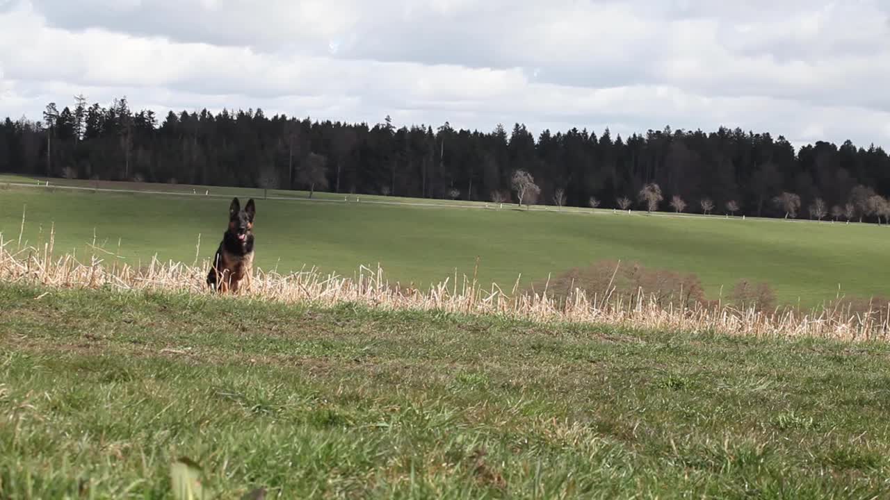 狗在这里学会指挥，来德国牧羊犬视频素材