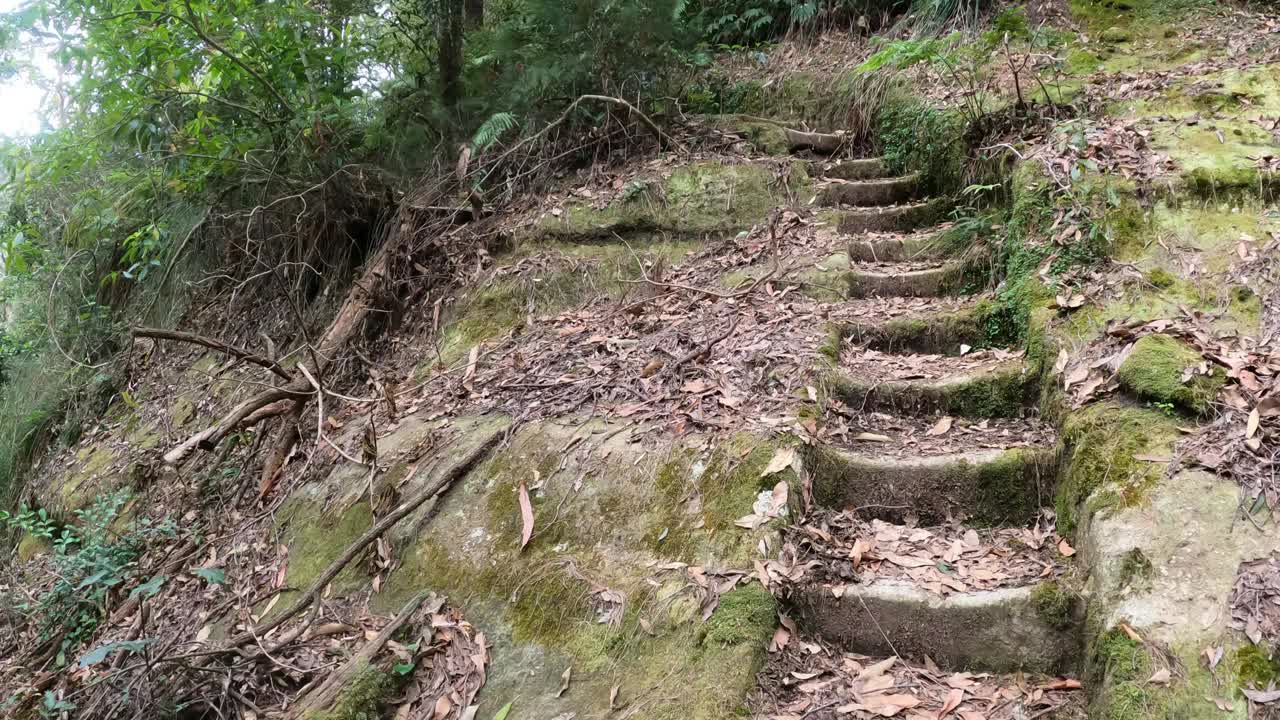 宁静森林小径之旅视频素材