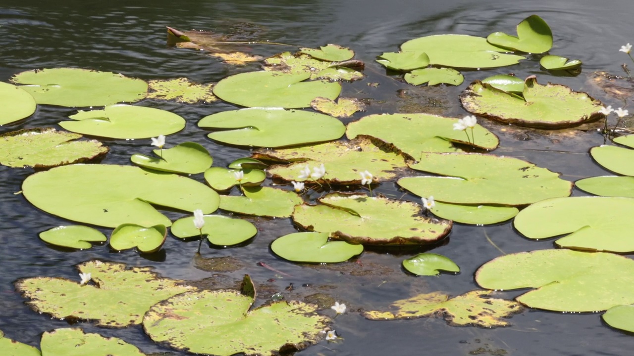 池塘生物:阳光下的睡莲视频素材