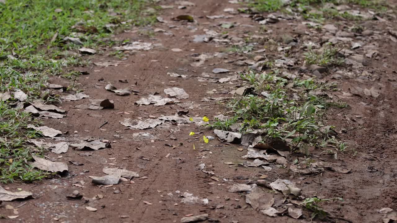 植物在土壤中的生长过程视频素材