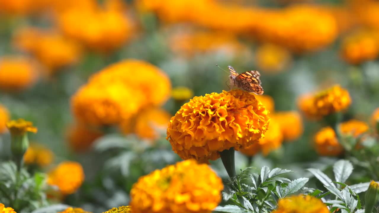 蝴蝶在金秋花上，死神在墨西哥的概念视频下载