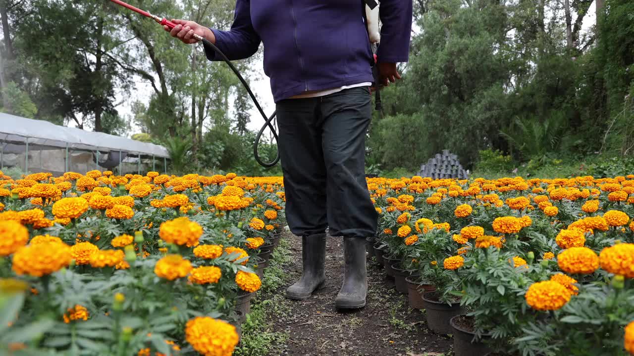 墨西哥农民在墨西哥霍奇米尔科给cempasúchil植物浇水视频下载