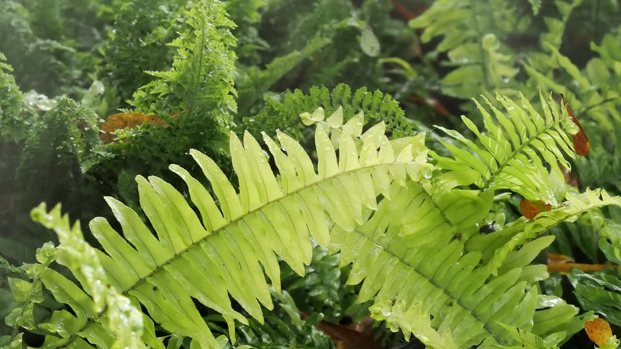 雨中潮湿的雾气和丛林的树叶，郁郁葱葱的热带森林视频素材