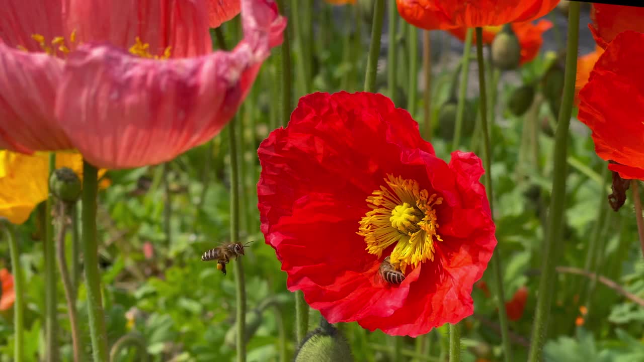 两只蜜蜂在明亮的橙红色冰岛罂粟(Papaver Nudicaule)的黄色雄蕊中嗡嗡作响，在微风中收集花蜜和花粉视频素材