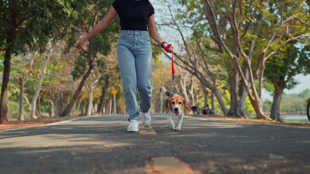 快乐的比格犬与女主人早上在公园散步。一名妇女在户外牵着皮带控制狗。视频素材