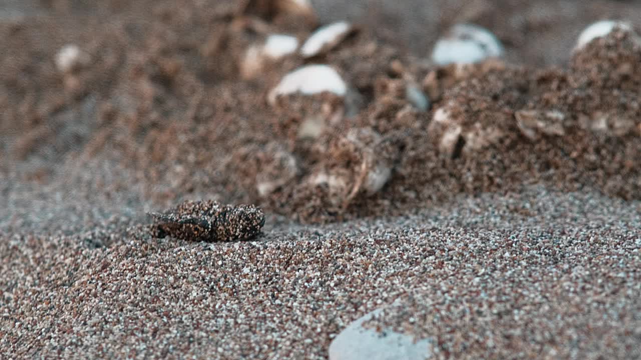 一只刚从卵中孵化出来的稀有红海龟Caretta Caretta爬向大海视频下载