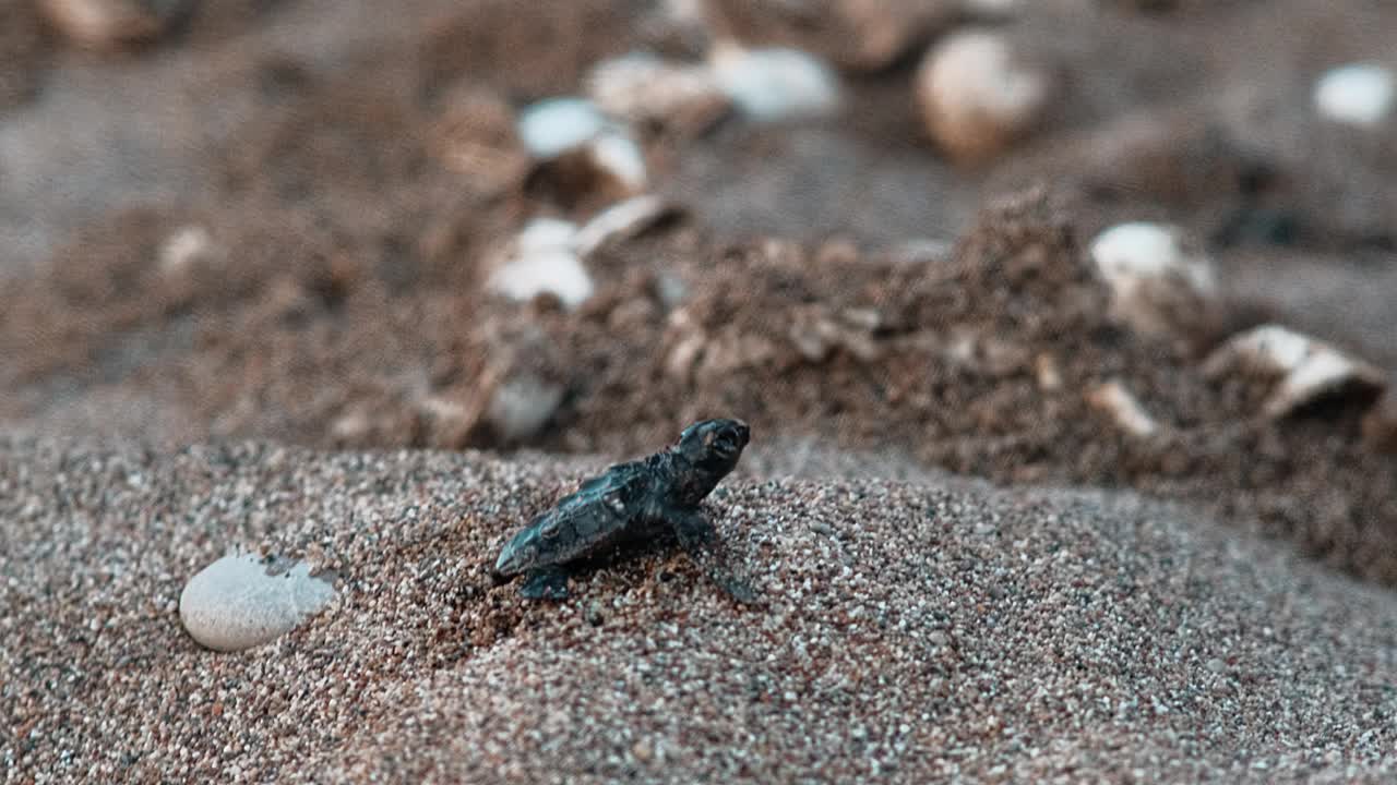 一只刚从卵中孵化出来的稀有红海龟Caretta Caretta爬向大海视频素材