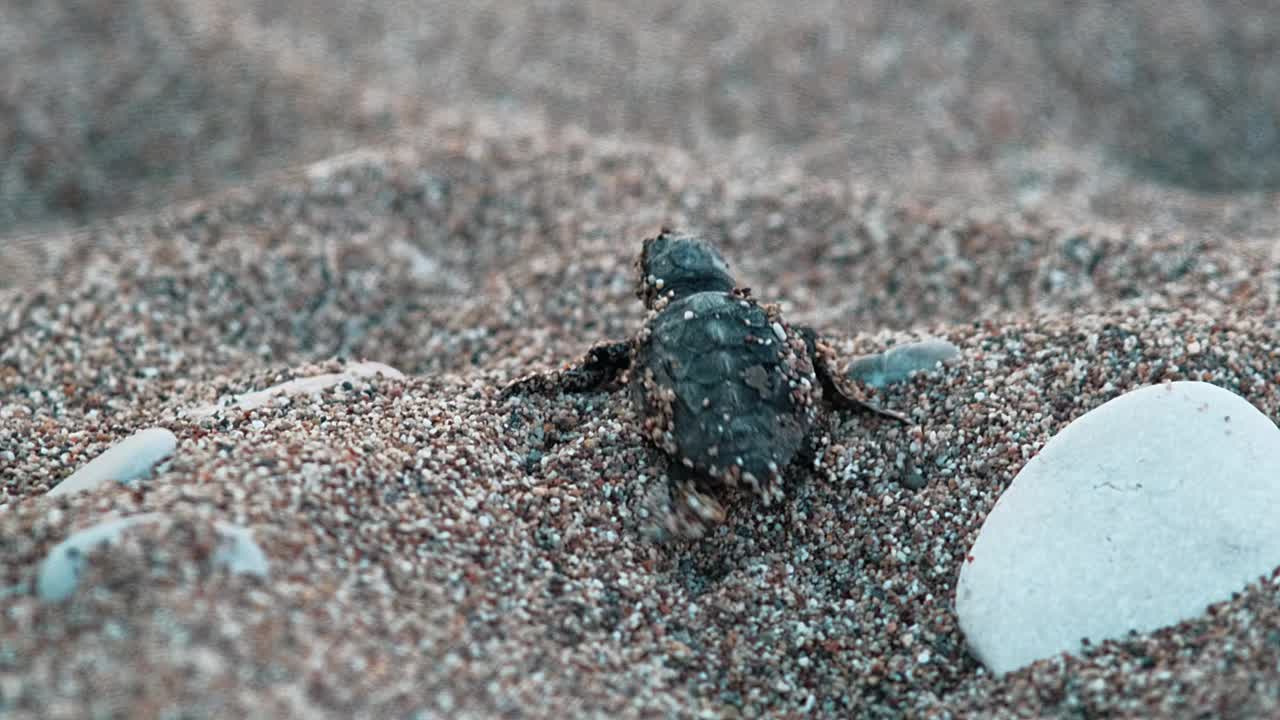 一只刚从卵中孵化出来的稀有红海龟Caretta Caretta爬向大海视频素材