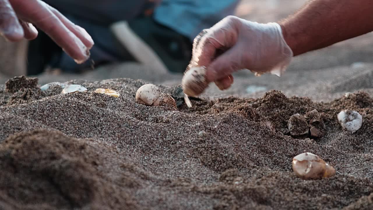 一只刚从卵中孵化出来的稀有红海龟Caretta Caretta爬向大海视频下载