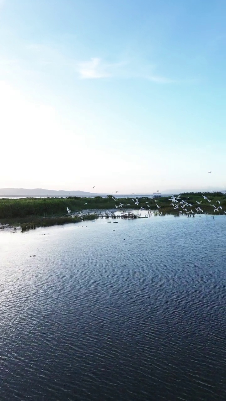 林波托湖湿地鸟群的垂直无人机镜头。捕捉候鸟在自然栖息地的美丽。视频素材