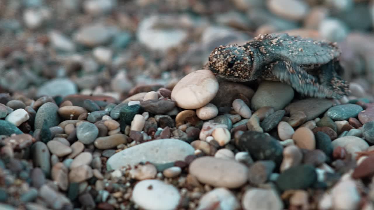 一只刚从卵中孵化出来的稀有红海龟Caretta Caretta爬向大海视频素材