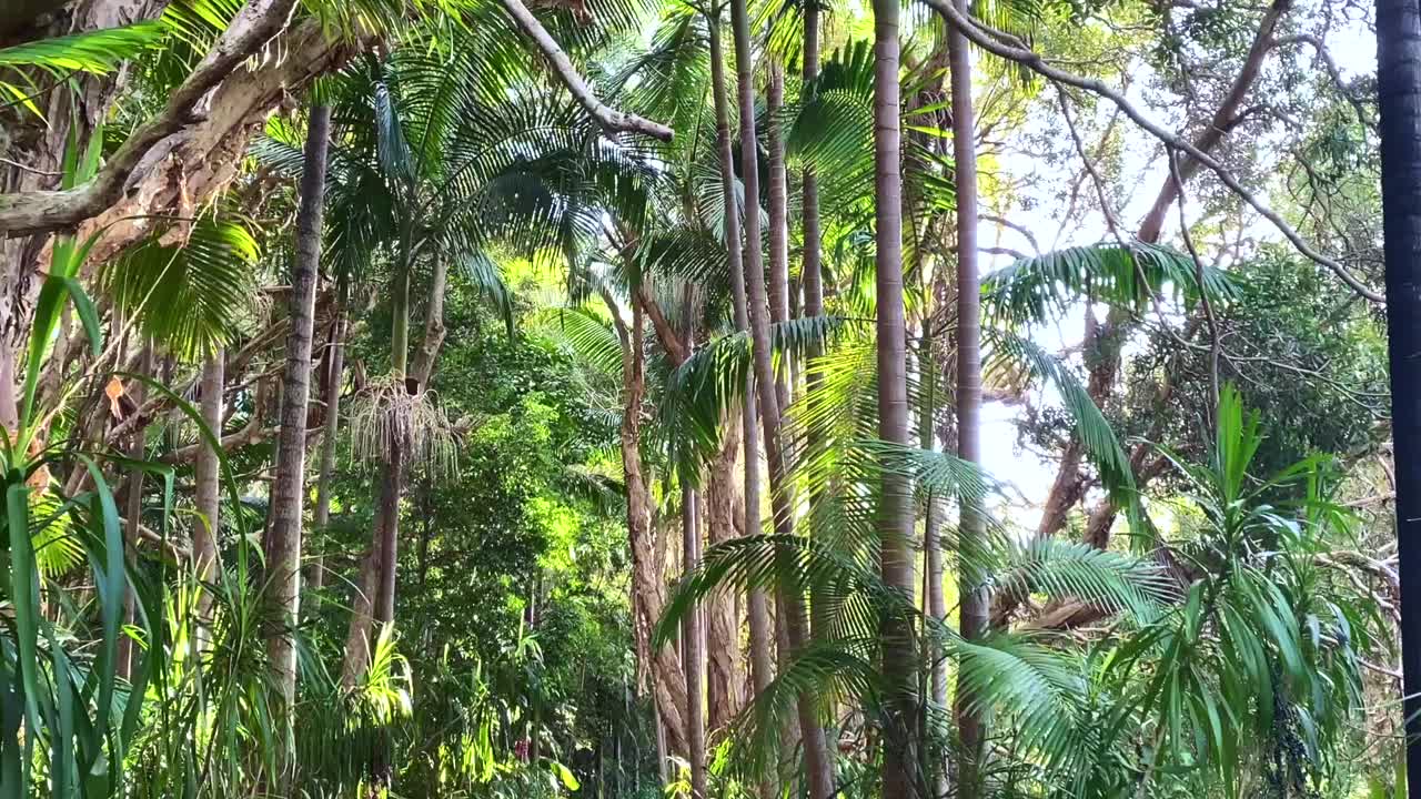 热带雨林小径视频下载