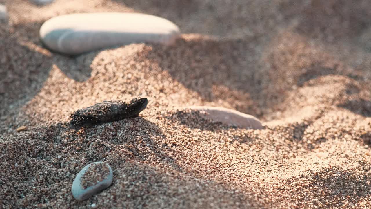 一只刚从卵中孵化出来的稀有红海龟Caretta Caretta爬向大海视频下载