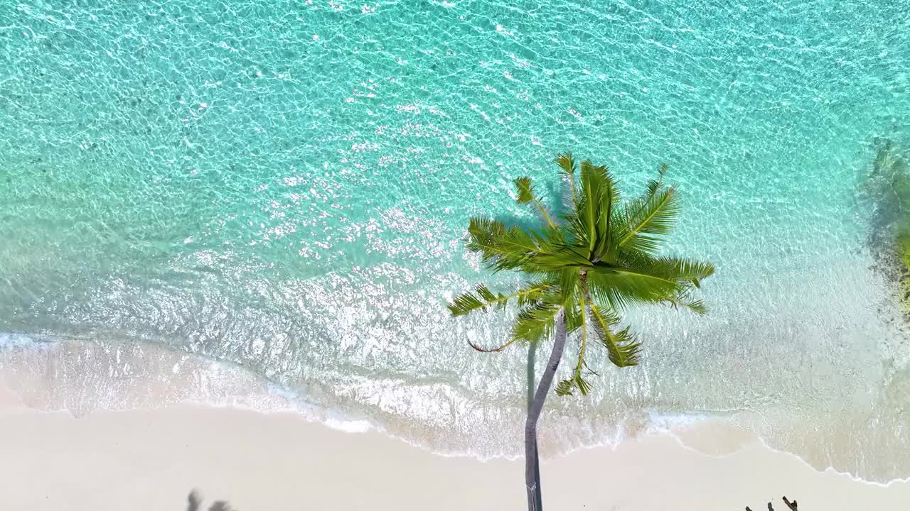 夏日棕榈树和热带海滩，蓝色的海滨背景视频素材