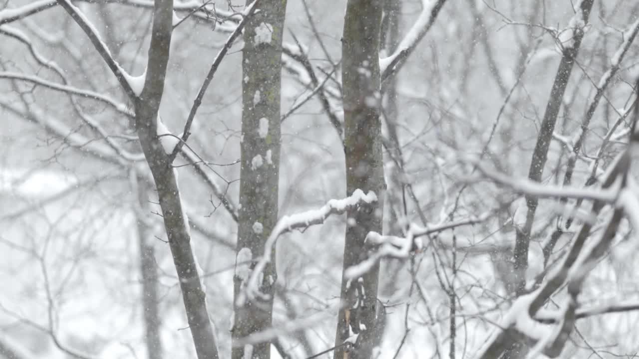 降雪背景下的树枝。片片雪花飘落在冬日的风景中。视频素材