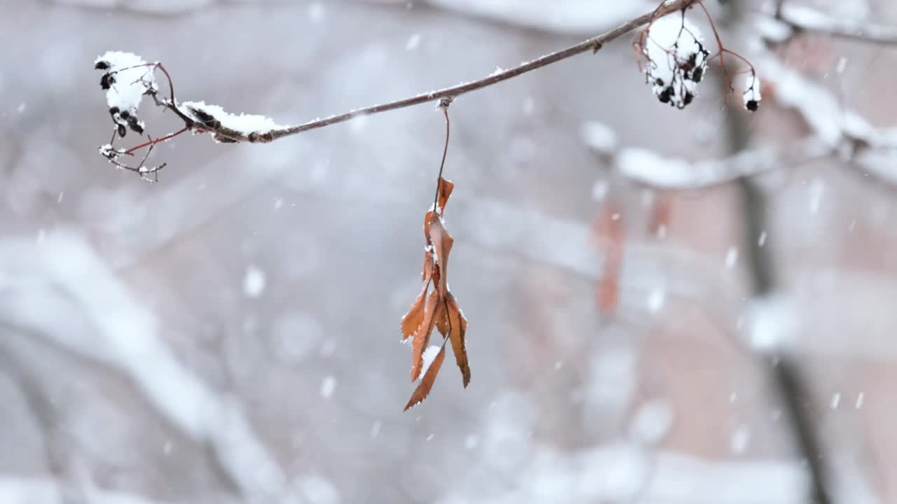 降雪背景下的树枝。片片雪花飘落在冬日的风景中。视频素材