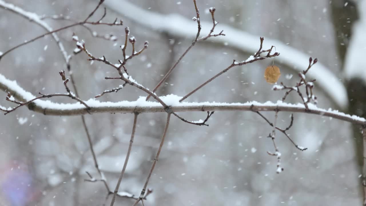 降雪背景下的树枝。片片雪花飘落在冬日的风景中。视频素材