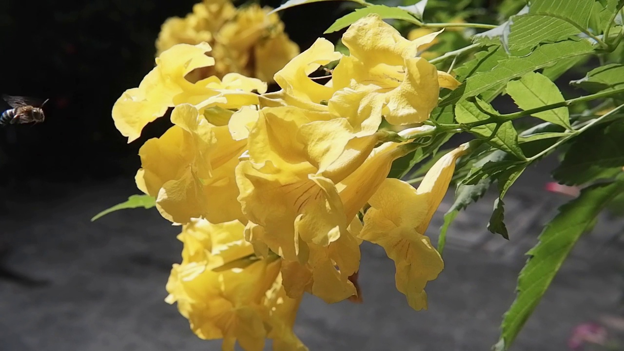 蜜蜂昆虫和盛开的黄色钟或黄色接骨木枝花在自然阳光下视频素材