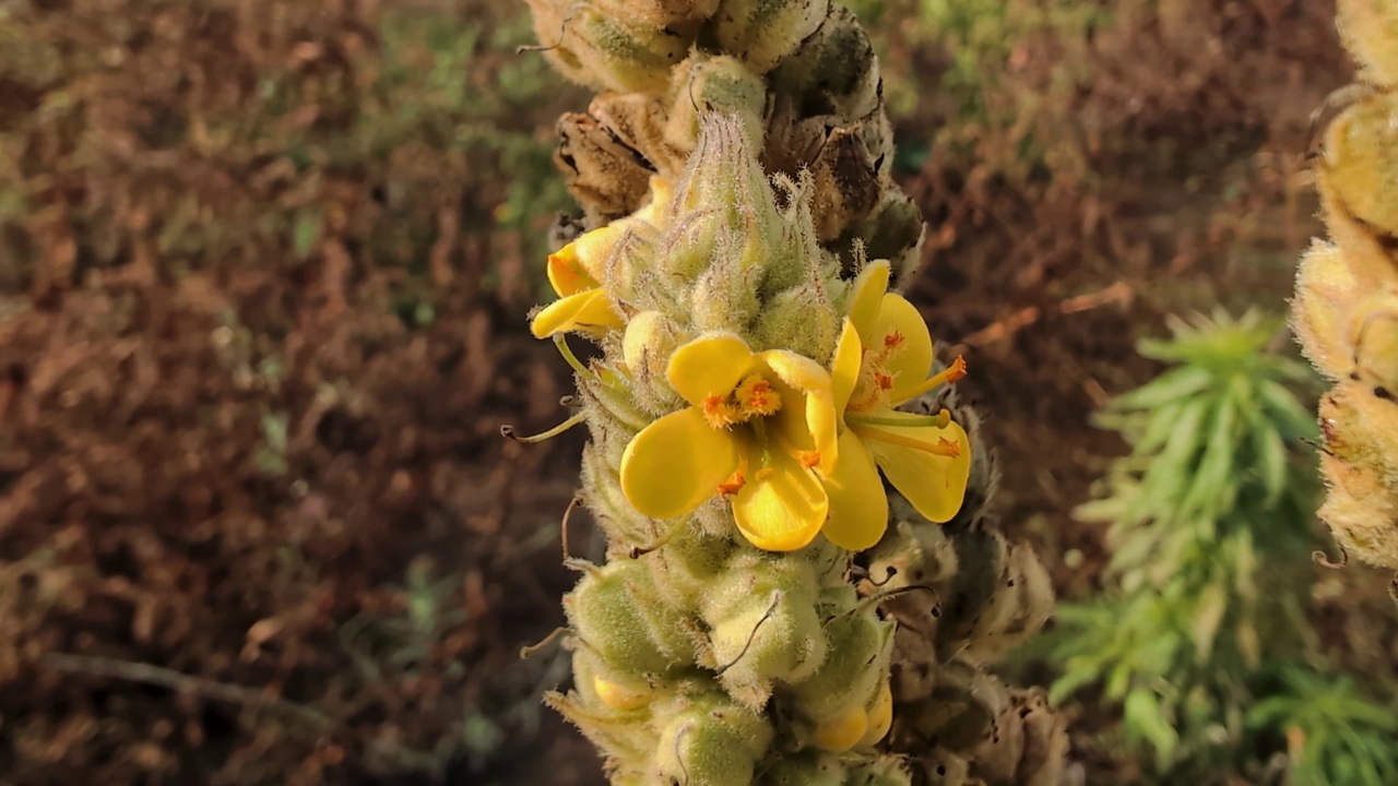 毛蕊花植物生长的特写镜头在模糊的背景视频素材