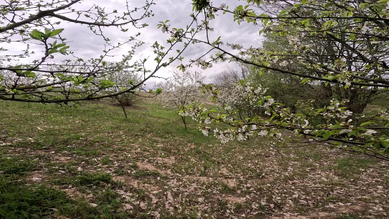 春天的梅花视频素材