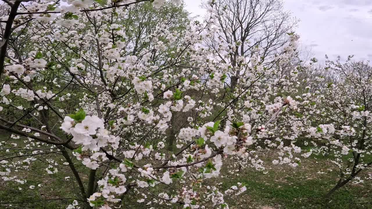 Plum Blossoms In A Spring Day视频素材