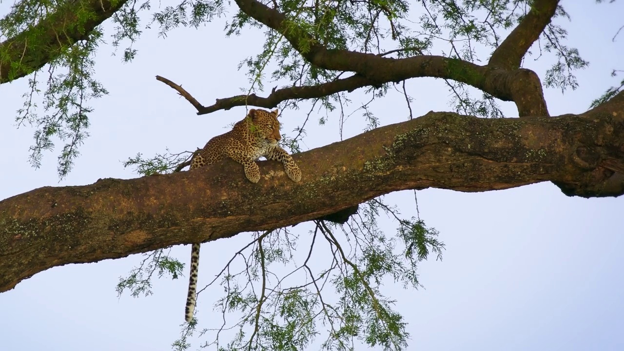 豹子- Panthera pardus，非洲大斑点黄猫，豹子属猫科动物科，非洲树冠上的日落或日出肖像，面对面躺着和休息视频下载