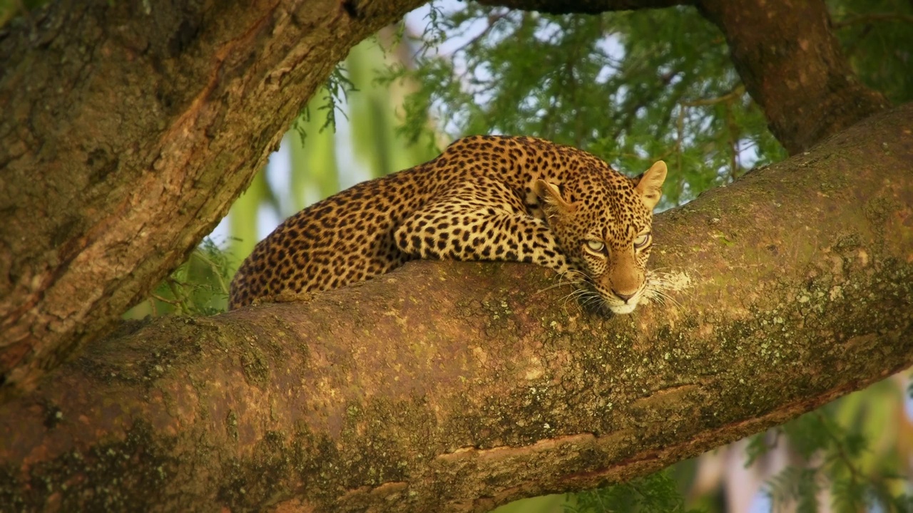 豹子- Panthera pardus，非洲大斑点黄猫，豹子属猫科动物科，非洲树冠上的日落或日出肖像，面对面躺着和休息视频下载