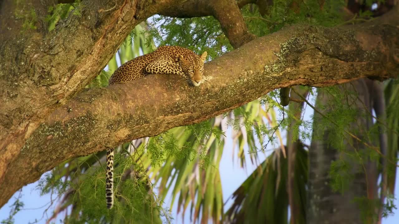 豹子- Panthera pardus，非洲大斑点黄猫，豹子属猫科动物科，非洲树冠上的日落或日出肖像，面对面躺着和休息视频下载