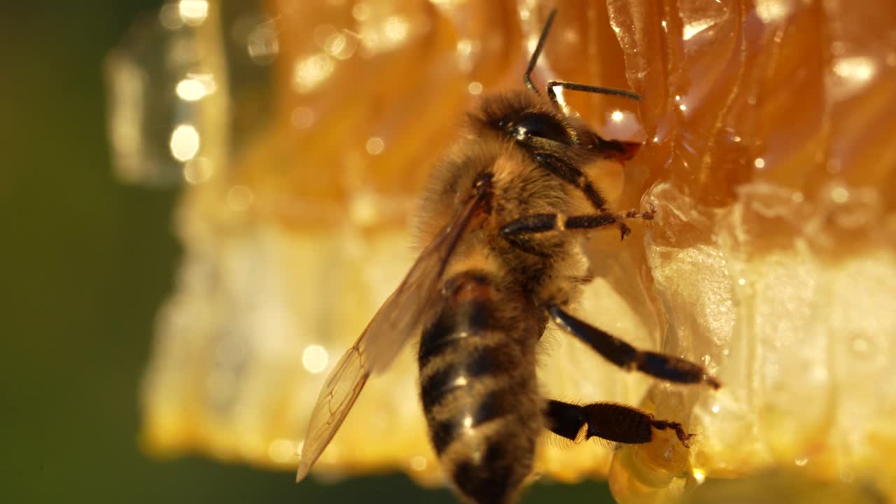 在蜂巢上工作的蜜蜂。蜂巢，蜂蜡细胞与蜂蜜和蜜蜂，宏观视频素材