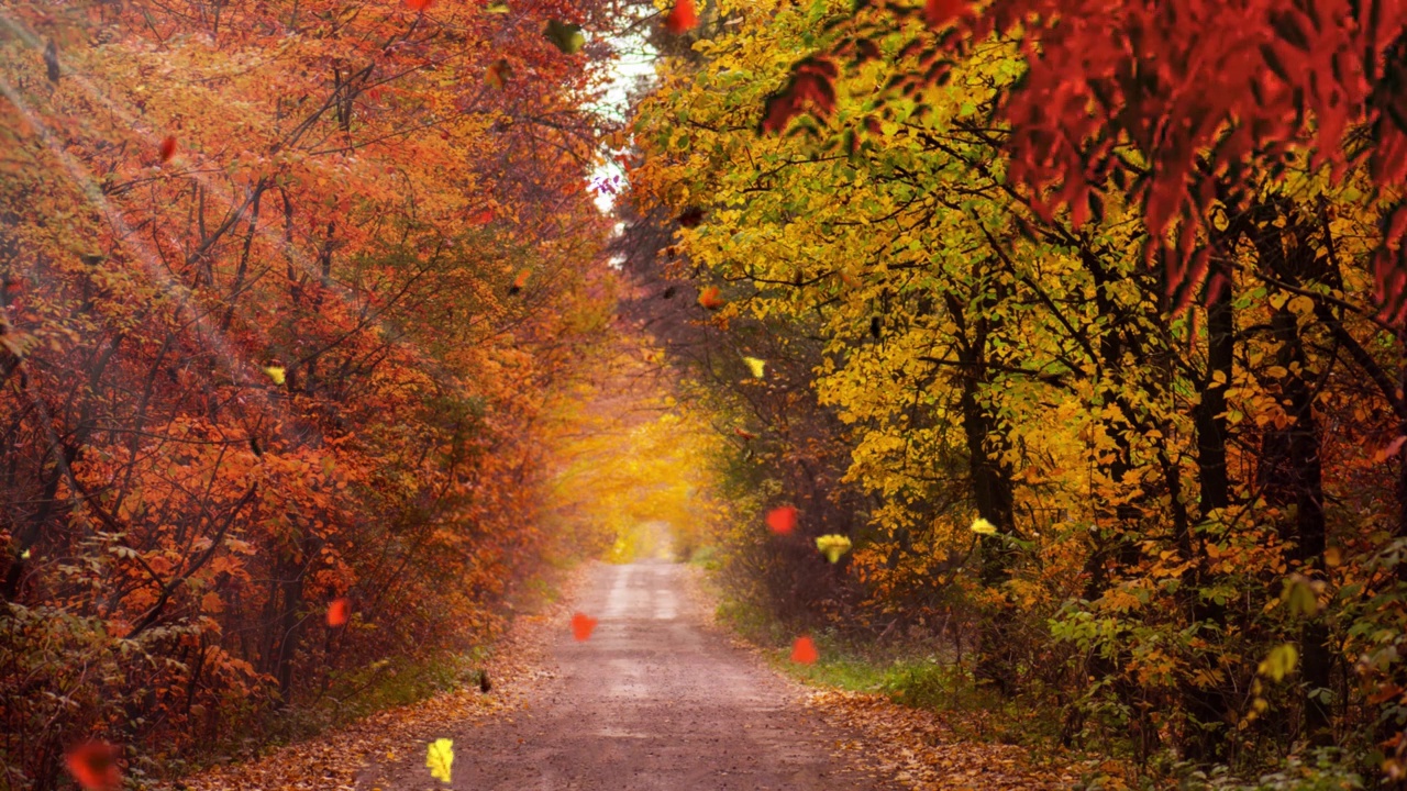 美丽的秋景。秋天在森林上空飞行。森林里有行驶的汽车的道路。美丽的秋天的森林，密密麻麻的五颜六色的树木。秋天的傍晚，在一个黑暗的公园里。视频下载