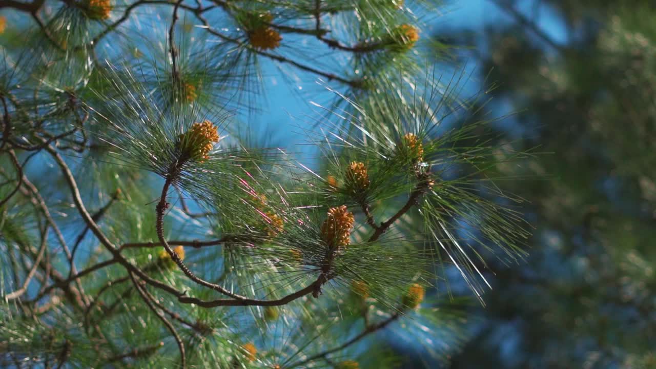 在印度喜马偕尔邦的马纳里，松树上的松针的特写镜头。马纳里喜马拉雅山脉森林中的松树。自然冷杉树背景在阳光明媚的日子。视频素材