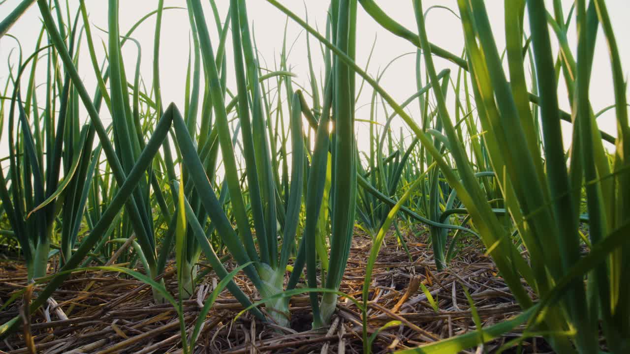 红洋葱植物生长在蔬菜园里视频素材