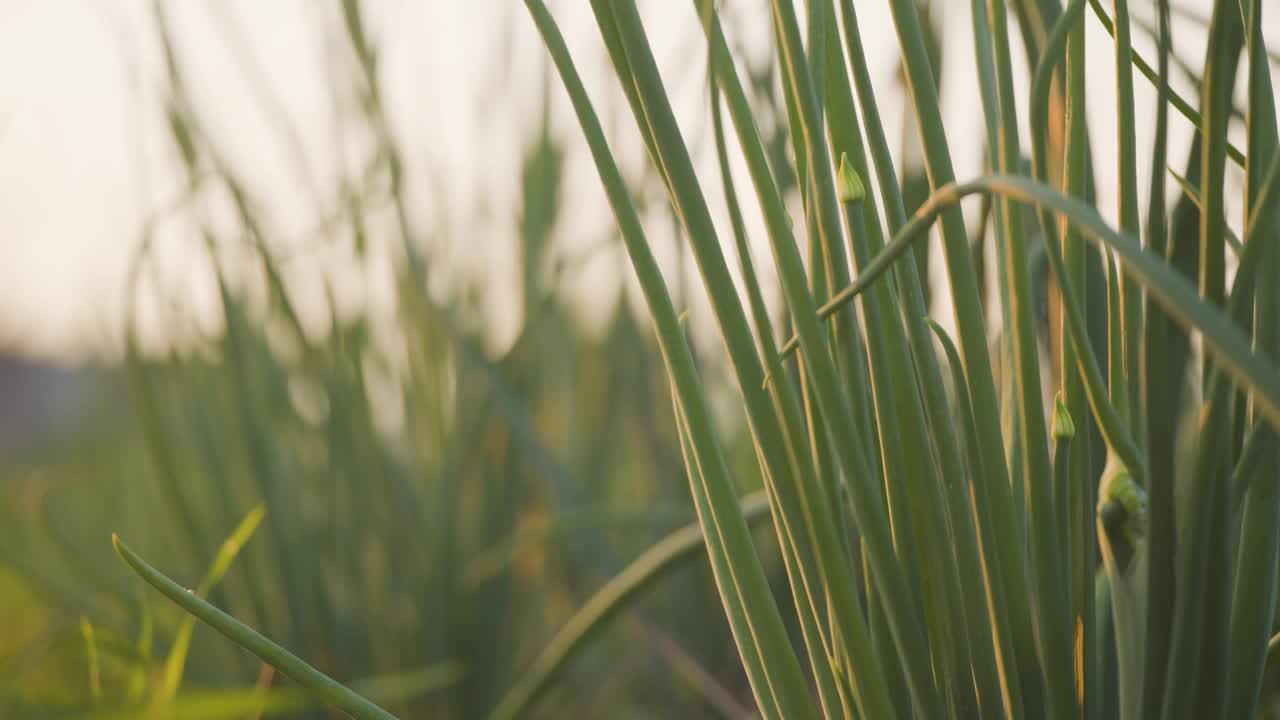 青葱或红洋葱生长在蔬菜园里视频素材