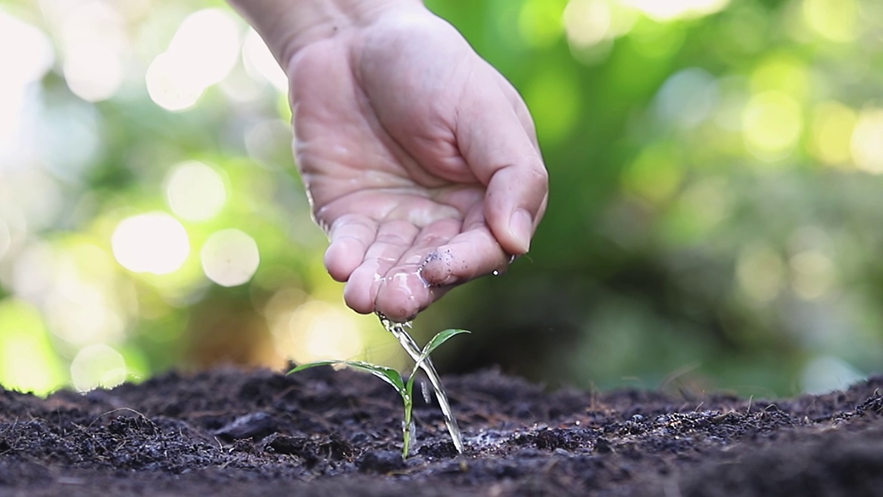 用手给幼苗浇水。植物维护和灌溉在肥沃土壤上生长的幼苗。照顾新生命。全高清。视频素材