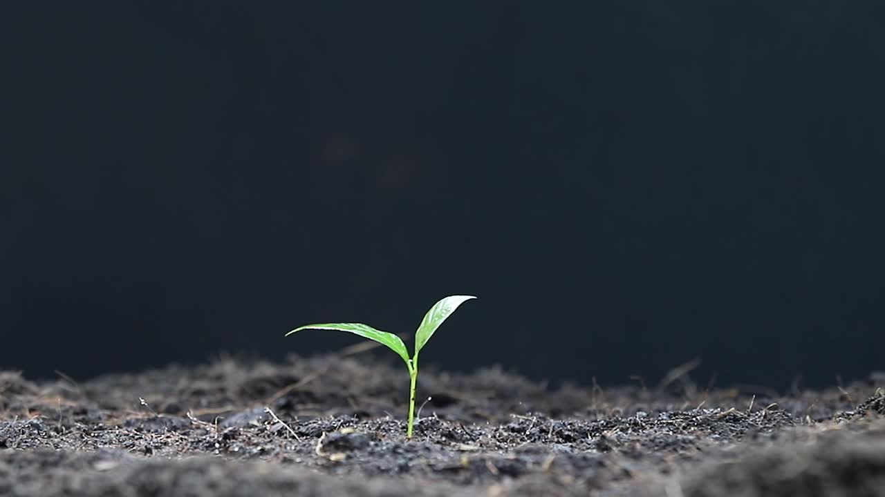 一位农民用喷壶给一株幼苗浇水。视频下载