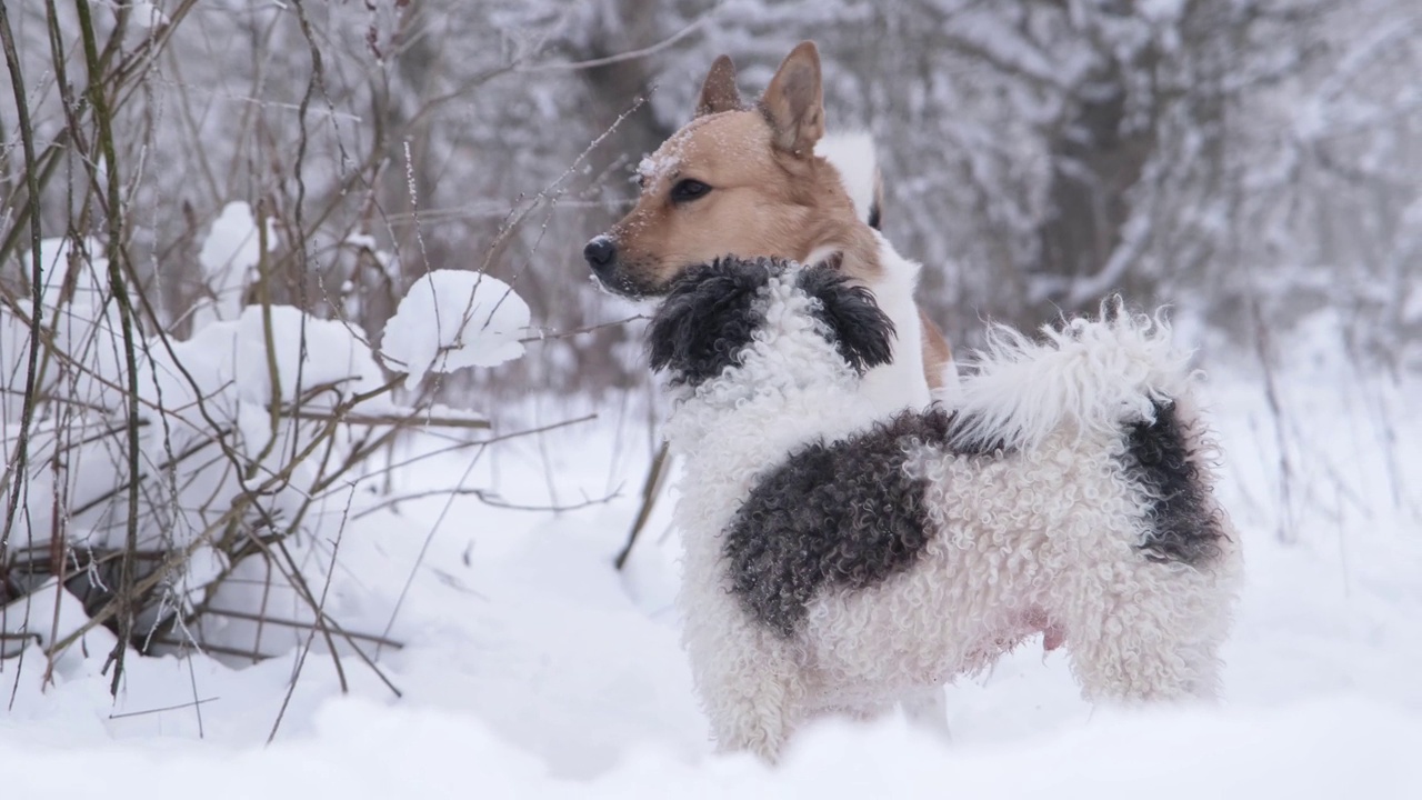 可爱的蓝领狗在雪地里散步视频素材