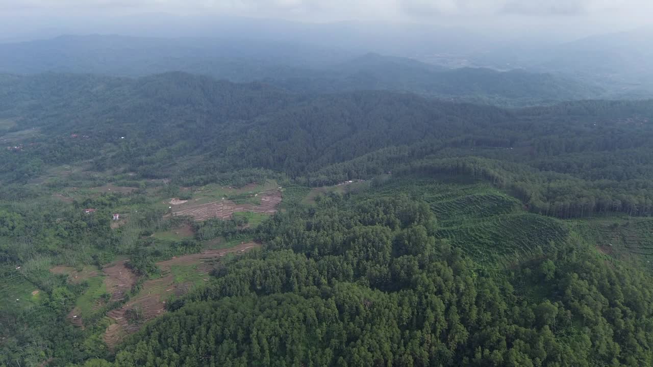 从上面看森林视频素材