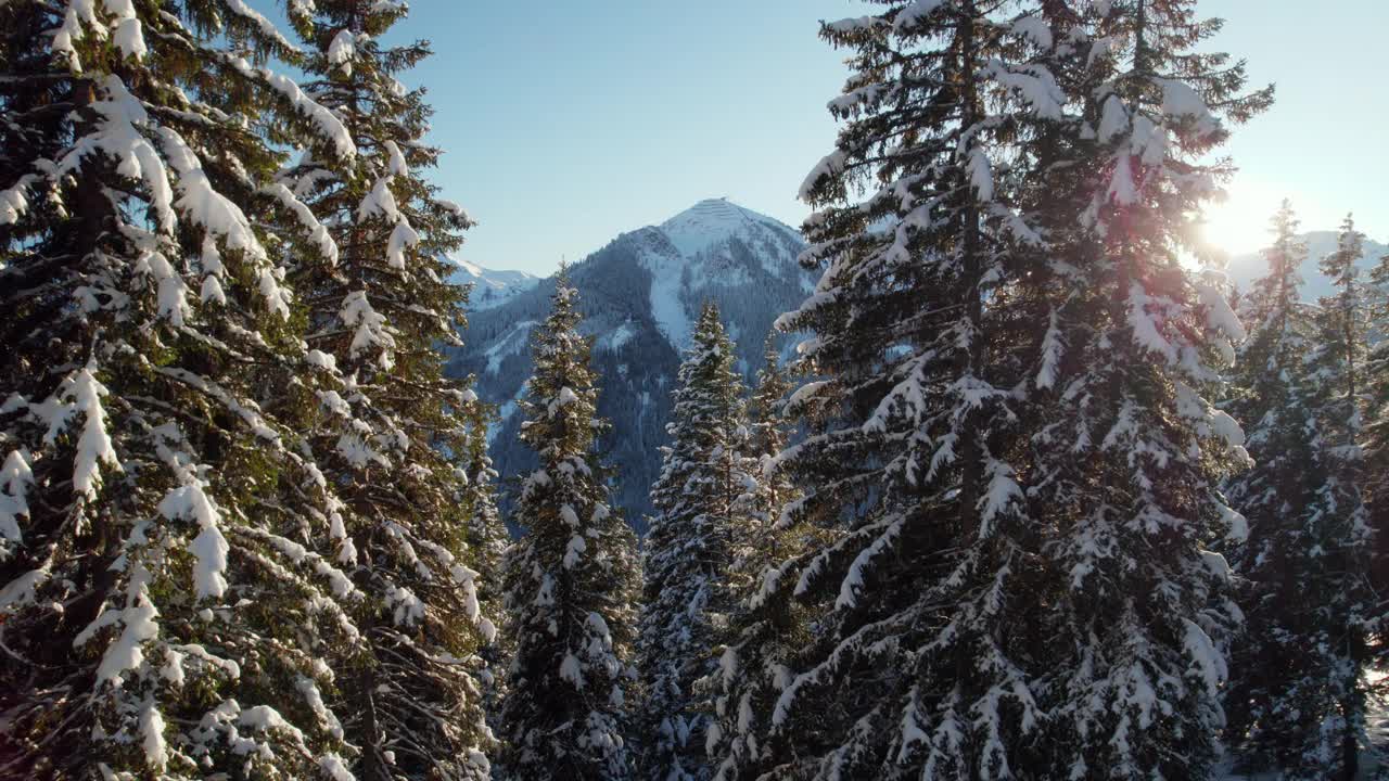 冬季在奥地利萨尔巴赫-辛特格勒姆的雪山和针叶林-无人机上升视频素材