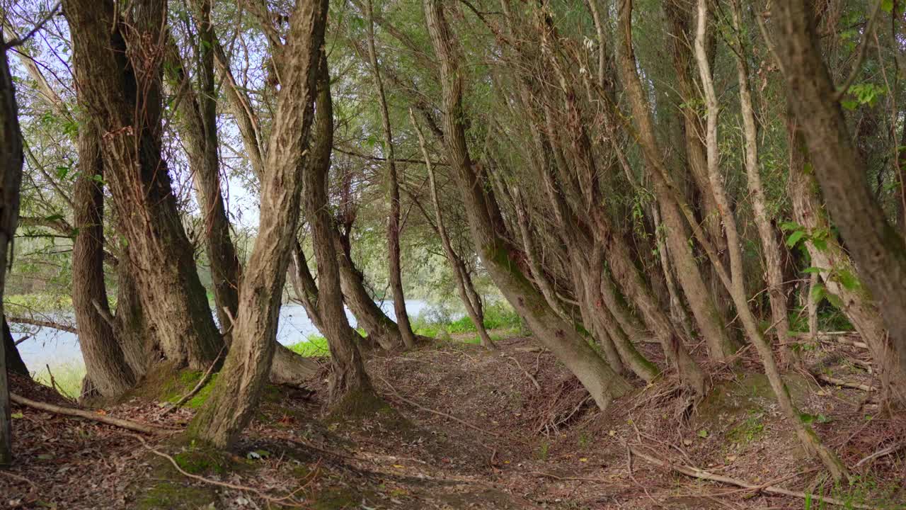 在湖岸光秃秃的树木间穿行的迷人画面视频素材