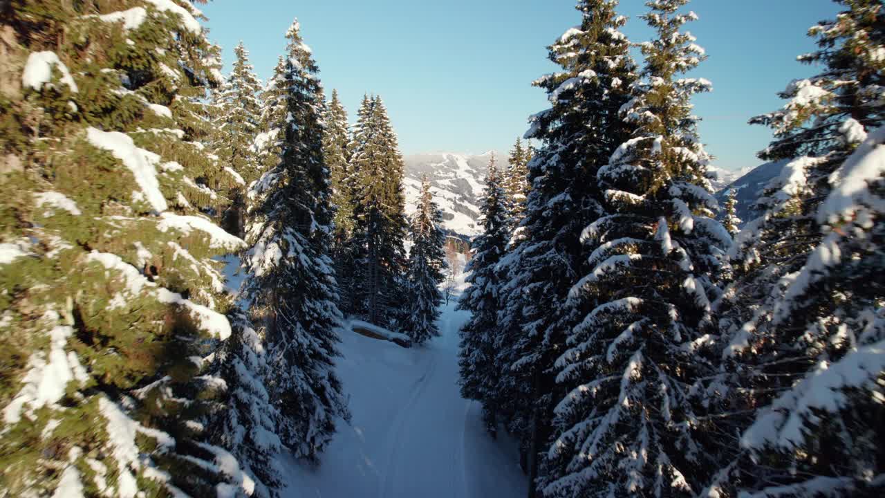 针叶林揭示了Reiterkogel和Hasenauer Köpfl山脉附近的saalbach - hinterglmm，奥地利。空中拍摄视频素材