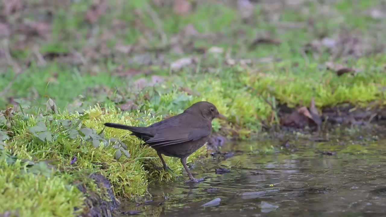 黑鸟喝冰水视频下载