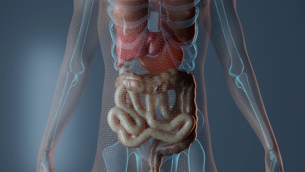 人体内的大肠视频素材