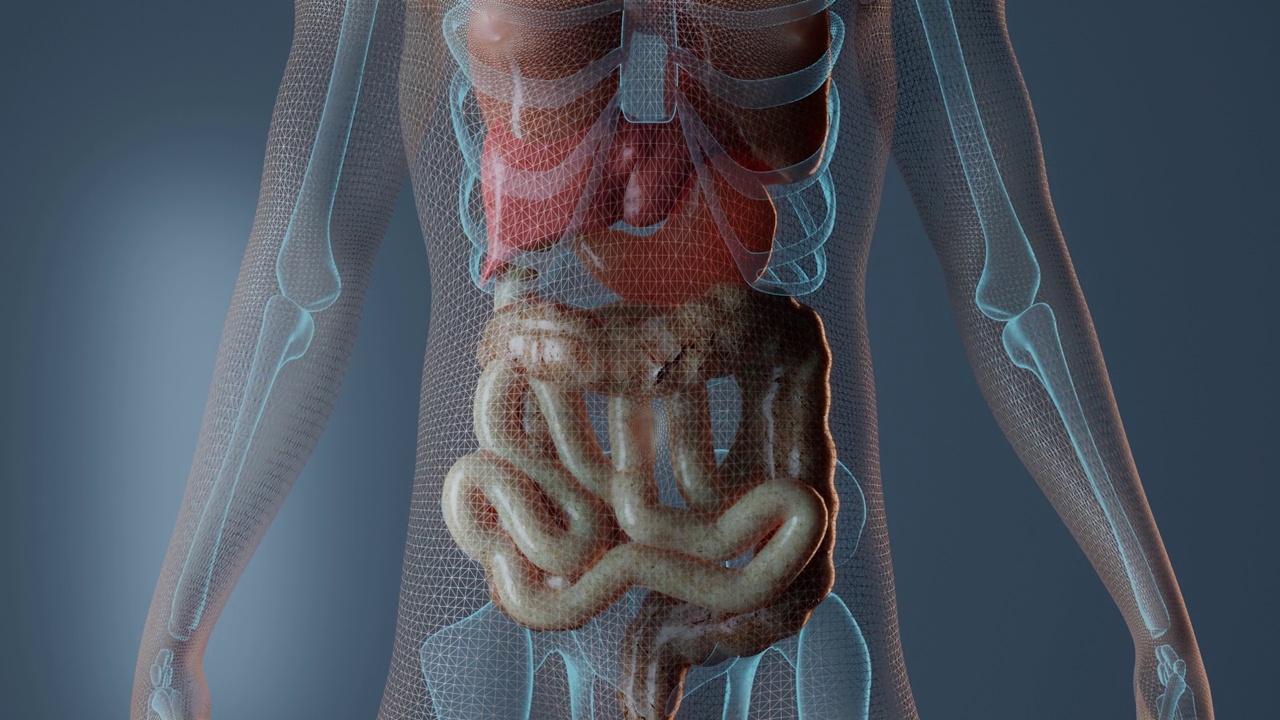 人体内的大肠视频素材
