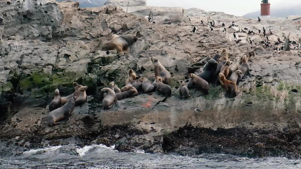 火地岛上的海豹和狮子视频下载