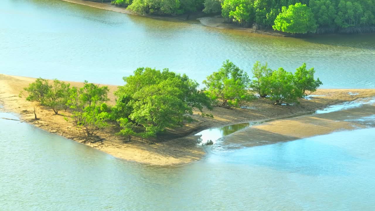 红树林，一个充满生物多样性的沿海绿洲。视频素材