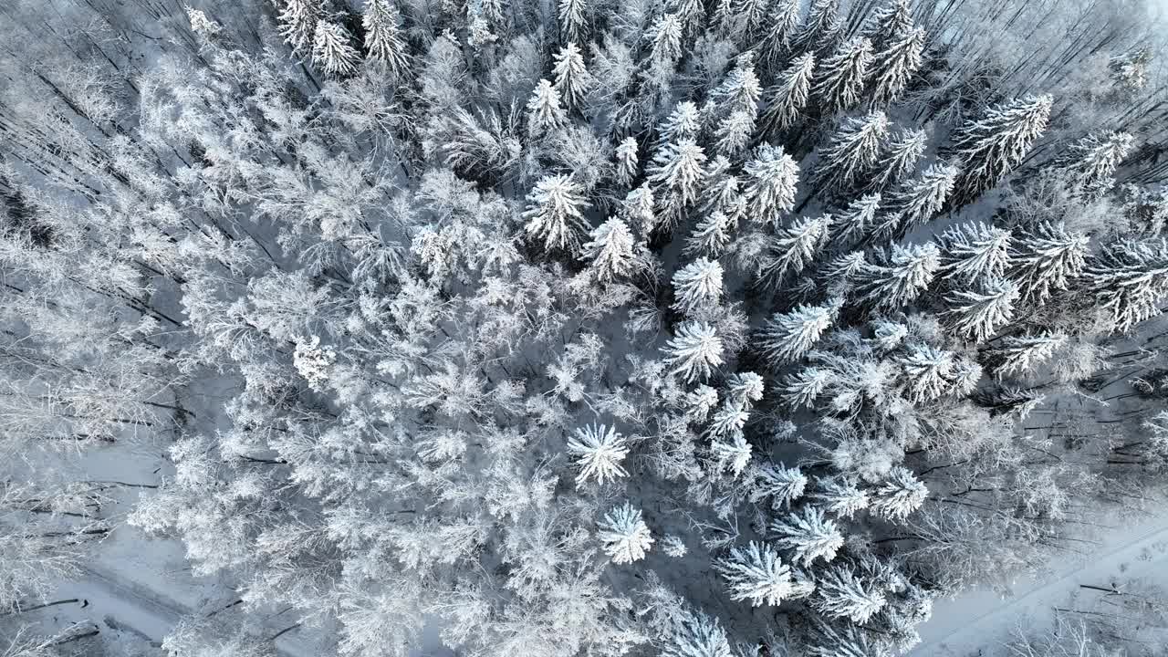 白雪覆盖的森林鸟瞰图视频素材