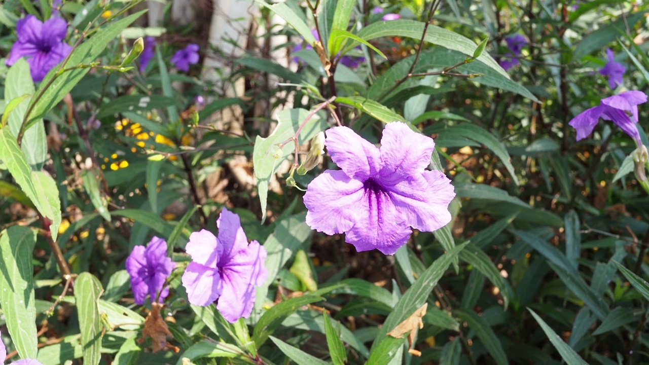 秋莲花在花园里开花视频素材