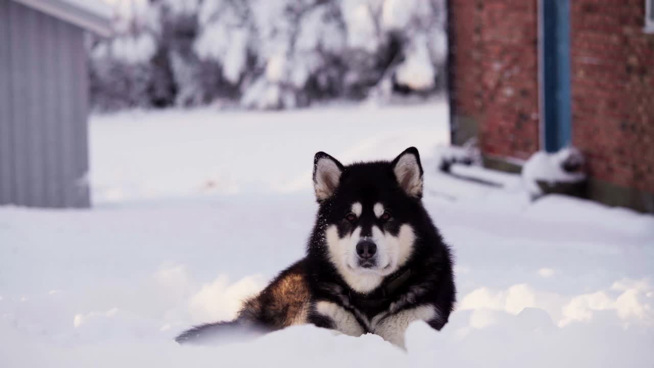 躺在雪地上的阿拉斯加雪橇犬。-特写镜头视频素材