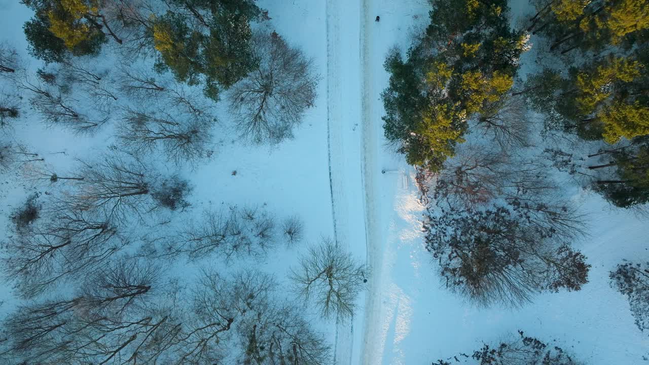 冬天树木之间的雪林小径，阳光微弱，鸟瞰图视频素材